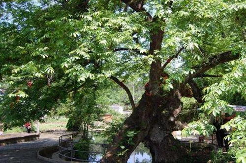 一亩相思树：它究竟有多厉害？