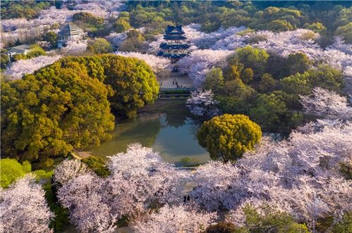 樱花，那是一段记忆
