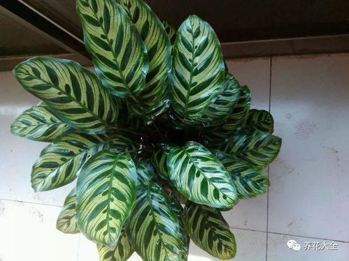 孔雀山芋卷叶之谜，为何如此独特
