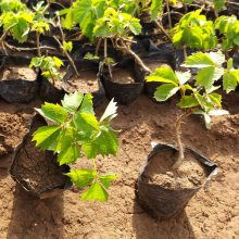 草本植物与木本植物， 护坡的两种选择