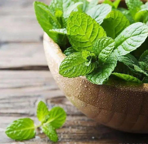 薄荷：清凉驱蚊， 插枝即成盆栽