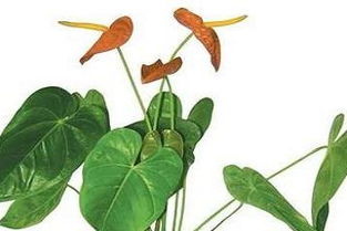 花卉水梅的养殖方法：病虫害防治篇