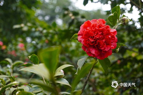 重庆市花是山茶花？这种花在重庆人生活中如此常见