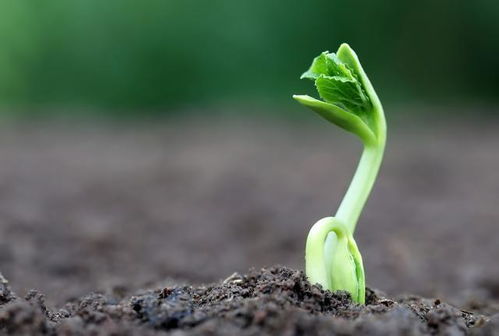 垄作开沟：防倒伏术