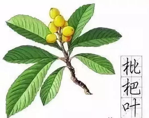 枇杷叶炮制:采用蒸、晒、炒等方法