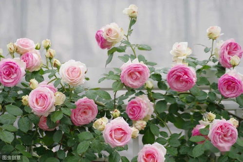 横枝牵引的时机与注意事项