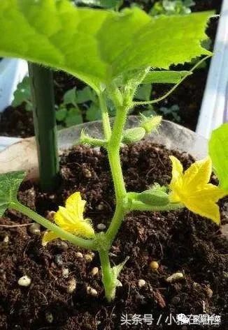 有机肥料的替代品