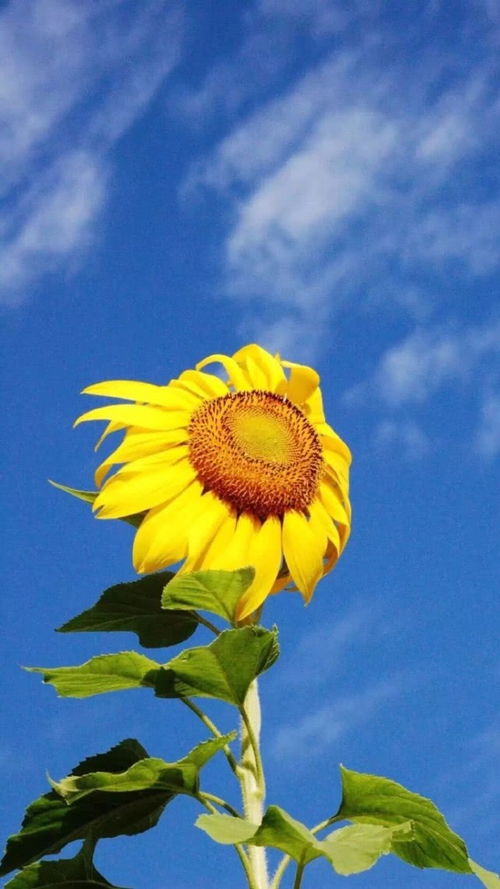 向日葵：揭开绝望之花，探寻内心深处无尽希望