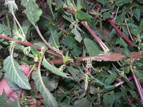 湛江热带农业研究所发现：每周2次树冠喷雾可使叶片气孔开度减少30%，有效降低蒸腾作用。