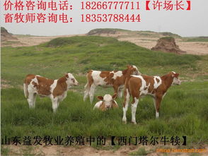 鲁西黄牛养殖技巧：优点与管理要点，打造花卉产业新高度