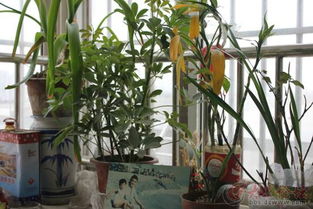 藤本月季：花型各异，花期长