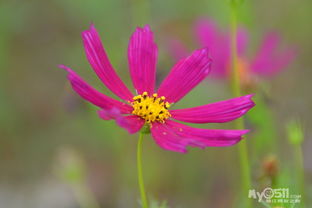 五彩斑斓的花朵