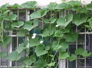 攀爬在墙上的藤蔓名称