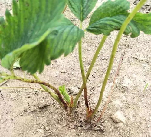 黄花菜、 醉蝶花：耐旱又美观