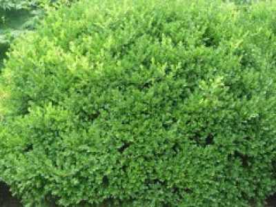 2. 190锦带花：阳性植物， 较耐阴