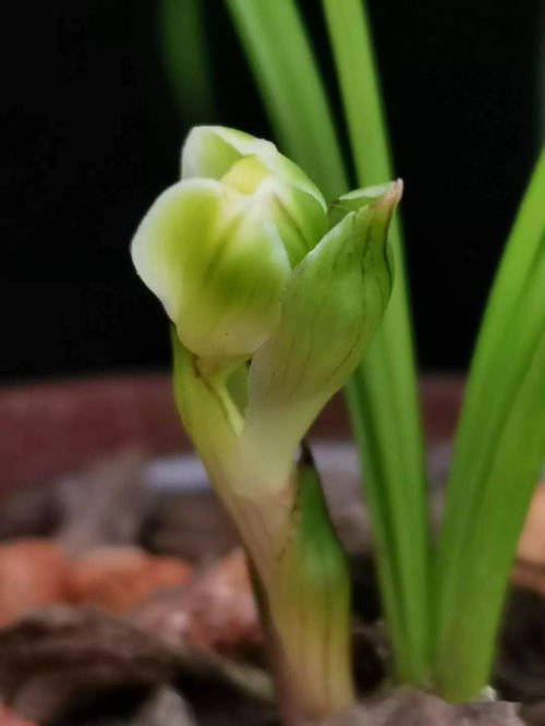 兰草花品种如何区分？其独特特征有哪些