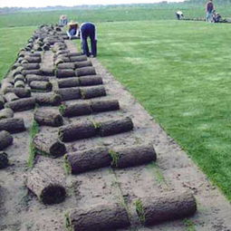 草坪种植小窍门，你get了吗？