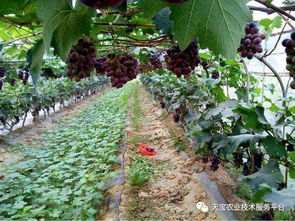 阿维菌素：葡萄种植中的好帮手