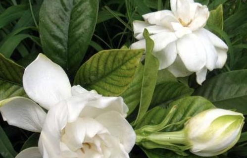 枝条分层：树的年轮