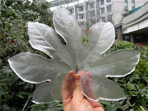 竹芋叶面滴水，为何晶莹剔透