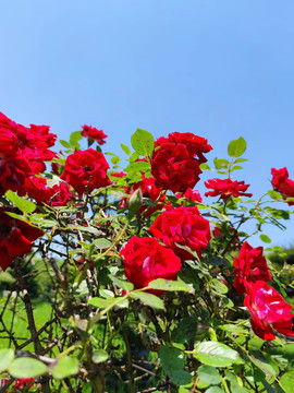 月季的修剪——精雕细琢的艺术