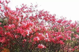 “请问哪种杜鹃花品种最名贵，其花期、花色、花型有何特点