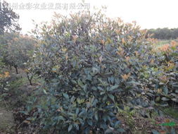 红叶石楠的养护方法，你了解吗？