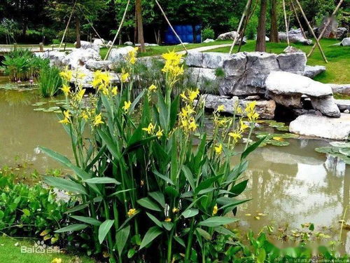 多样化的水生植物