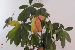 红掌叶子粘液，是植物自我保护机制吗