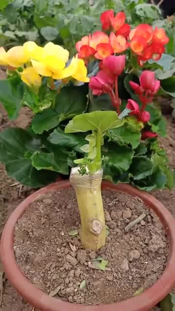 扦插，到底是个啥玩意儿？