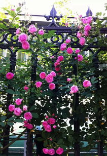 修剪管理，保持形态