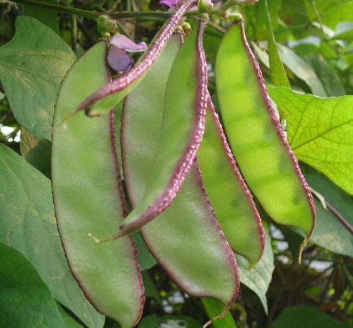 眉豆适合在哪个季节种植？具体几月份是种植眉豆的最佳时期呢