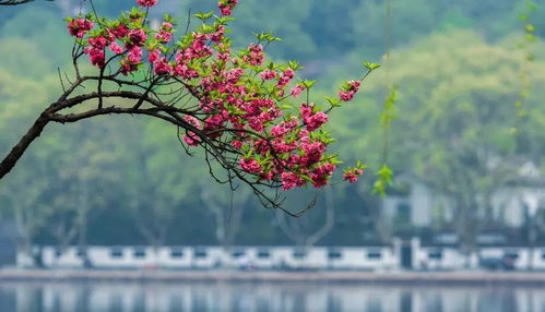 郑州赏花的好去处
