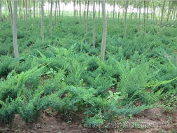 沙地柏苗木， 2023年行情揭秘