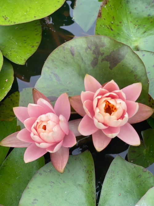 睡莲种子浸泡时间之谜