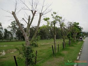 苗木养护清单：二月防病虫害全攻略