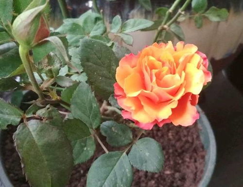 月季花不开之谜：揭秘插花与养护之道