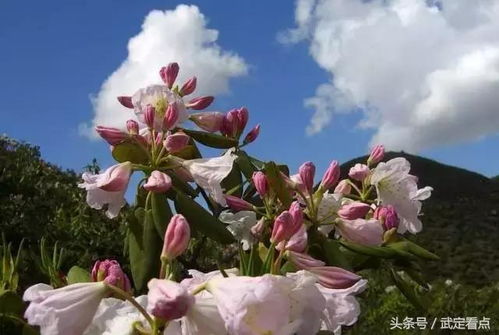 白玉兰，长寿的象征