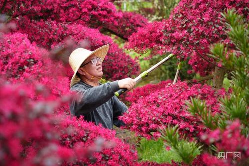 了解植物习性：修剪的第一步