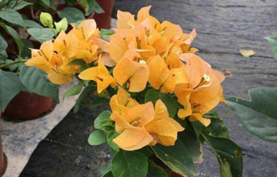 黄金城堡：黄色花海中的明星