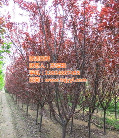 经济价值：庭园里的明星