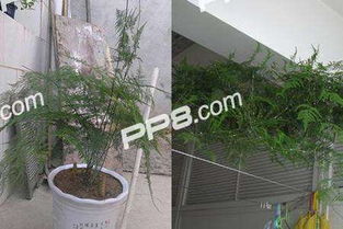 第三步：修剪技巧分享