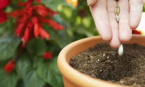 紫根兰种植深度指南：深埋还是浅埋，哪种更适合您？