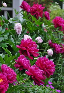 菊花：高洁坚贞， 不畏严寒