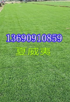 草皮重量之谜：每方草皮究竟多重？