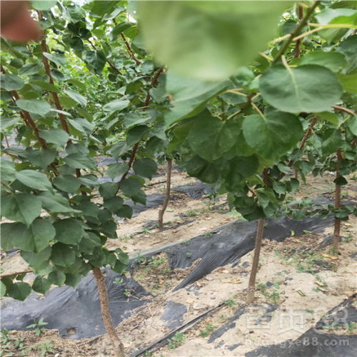 栽下杏树苗一周没发芽，南北地区发芽时间差异大怎么办？