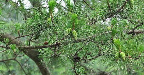 每天dou要细心照料