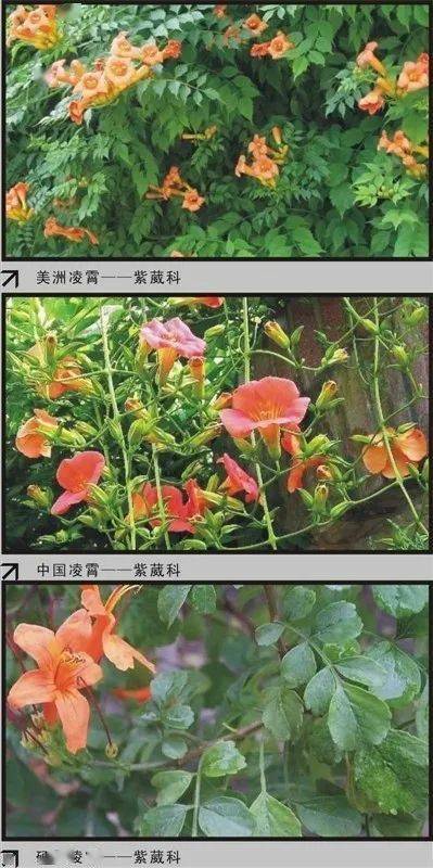 花卉辨识：软件助力植物爱好者的探索之旅