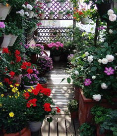 阳台种花心得分享：红色花朵Zui抢眼