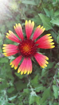 十月份马路边的白色野花大揭秘！